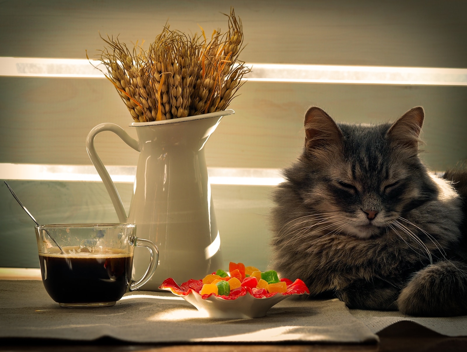 long-haired-cat-sleeps-next-to-candy-dish