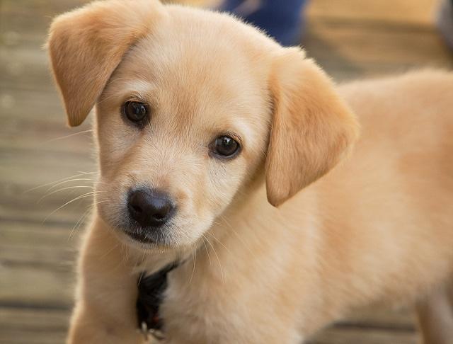 Golden Retriever puppy with a black collar gazing ahead.